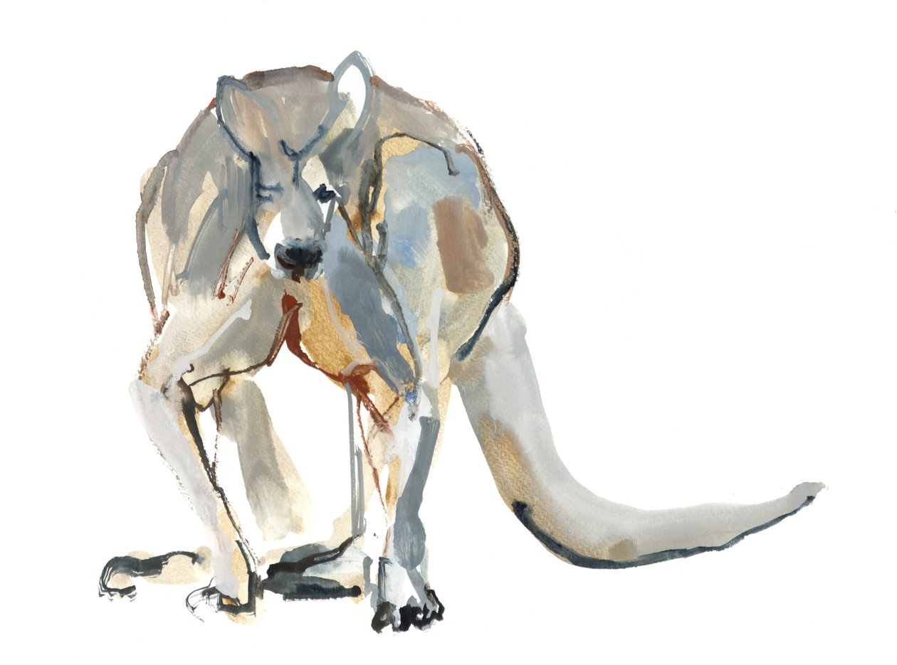 Bokser (Red Kangaroo), 2012, (akwarela i pigment na papierze) autorstwa Mark Adlington
