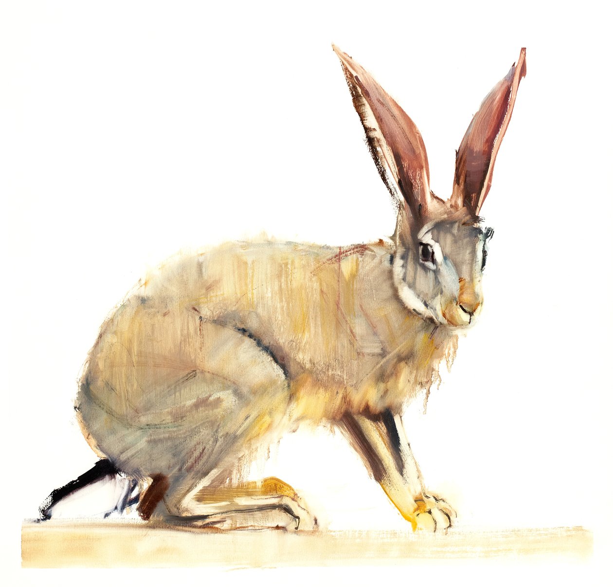 Cape Hare, 2010 (olej na papierze) autorstwa Mark Adlington