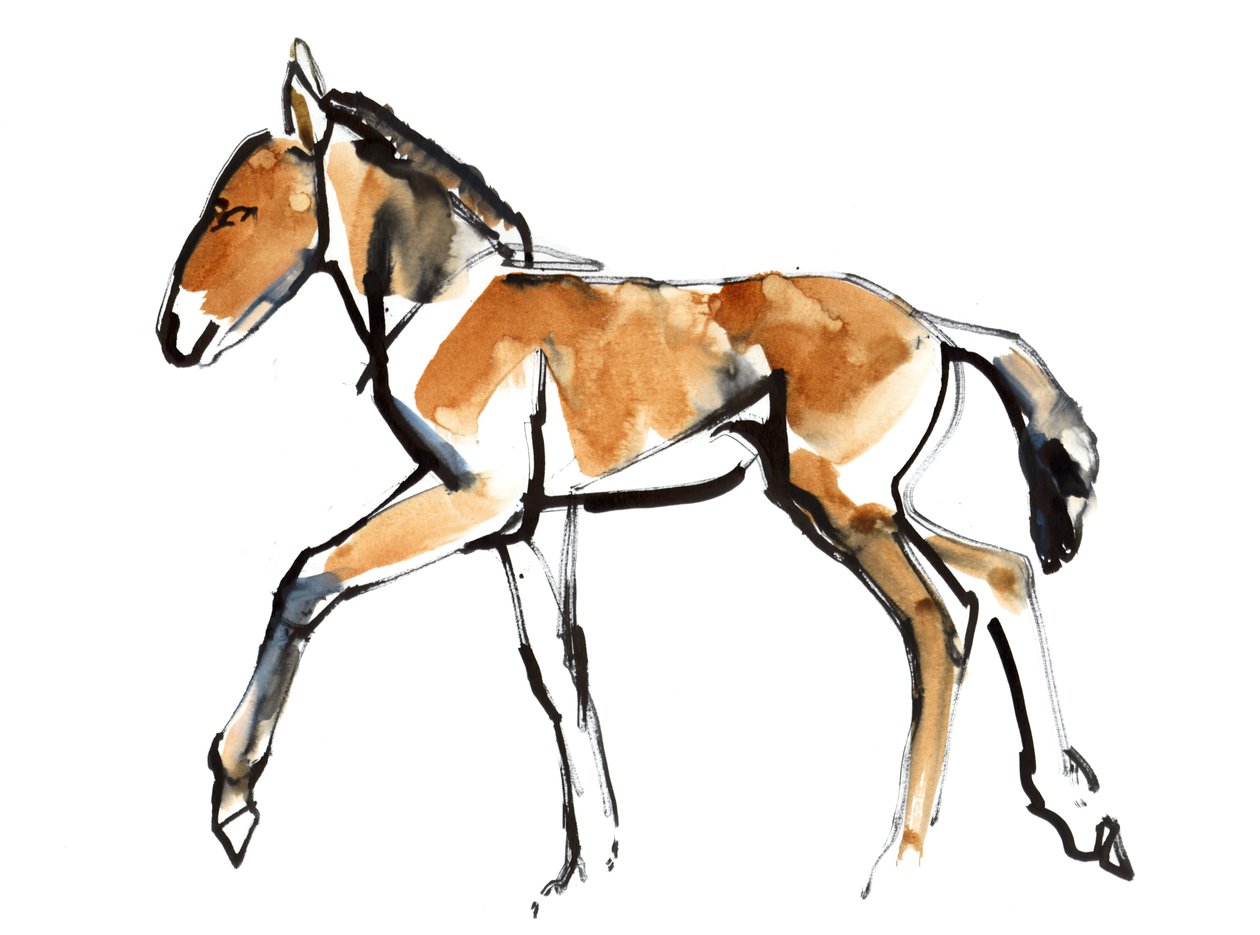 Colt (Przewalski), 2013 (sennelier Ink, akwarela i gwasz) autorstwa Mark Adlington