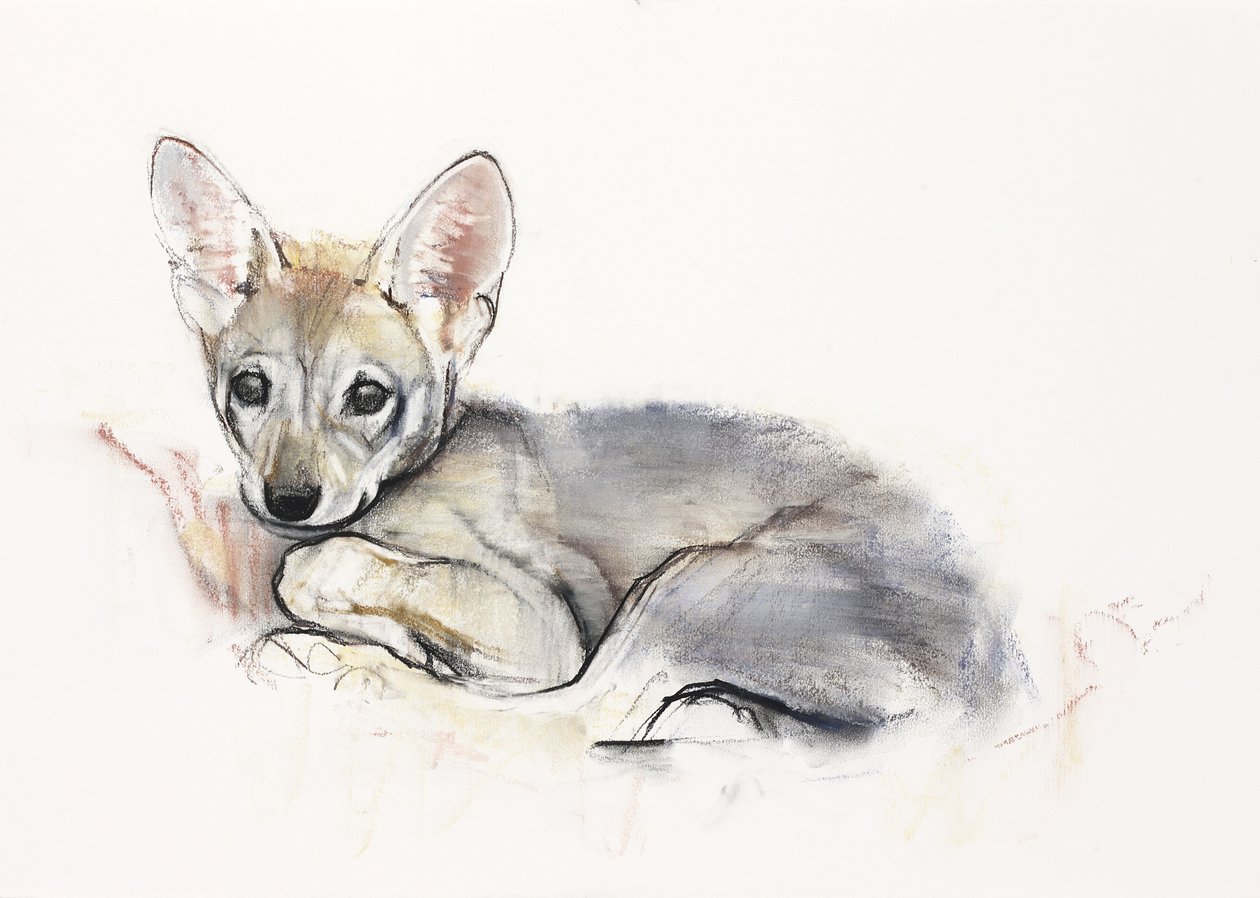 Curled Arabian Wolf Pup, 2009 (konta i węgiel na papierze) autorstwa Mark Adlington