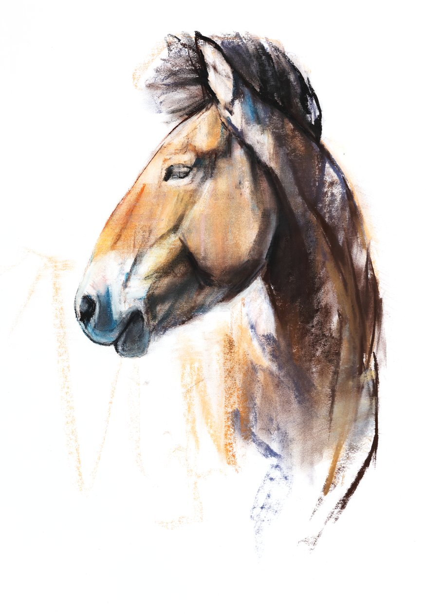 Duch Pustyni (Przewalski), 2013, (pastel i węgiel na papierze) autorstwa Mark Adlington