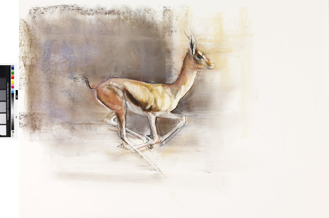 Pustynny Wiatr (Gazela Arabska), 2010 (olej na papierze) autorstwa Mark Adlington