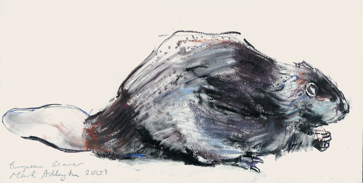 Europejski bóbr (badanie) 2001 (węgiel i conte na papierze) autorstwa Mark Adlington