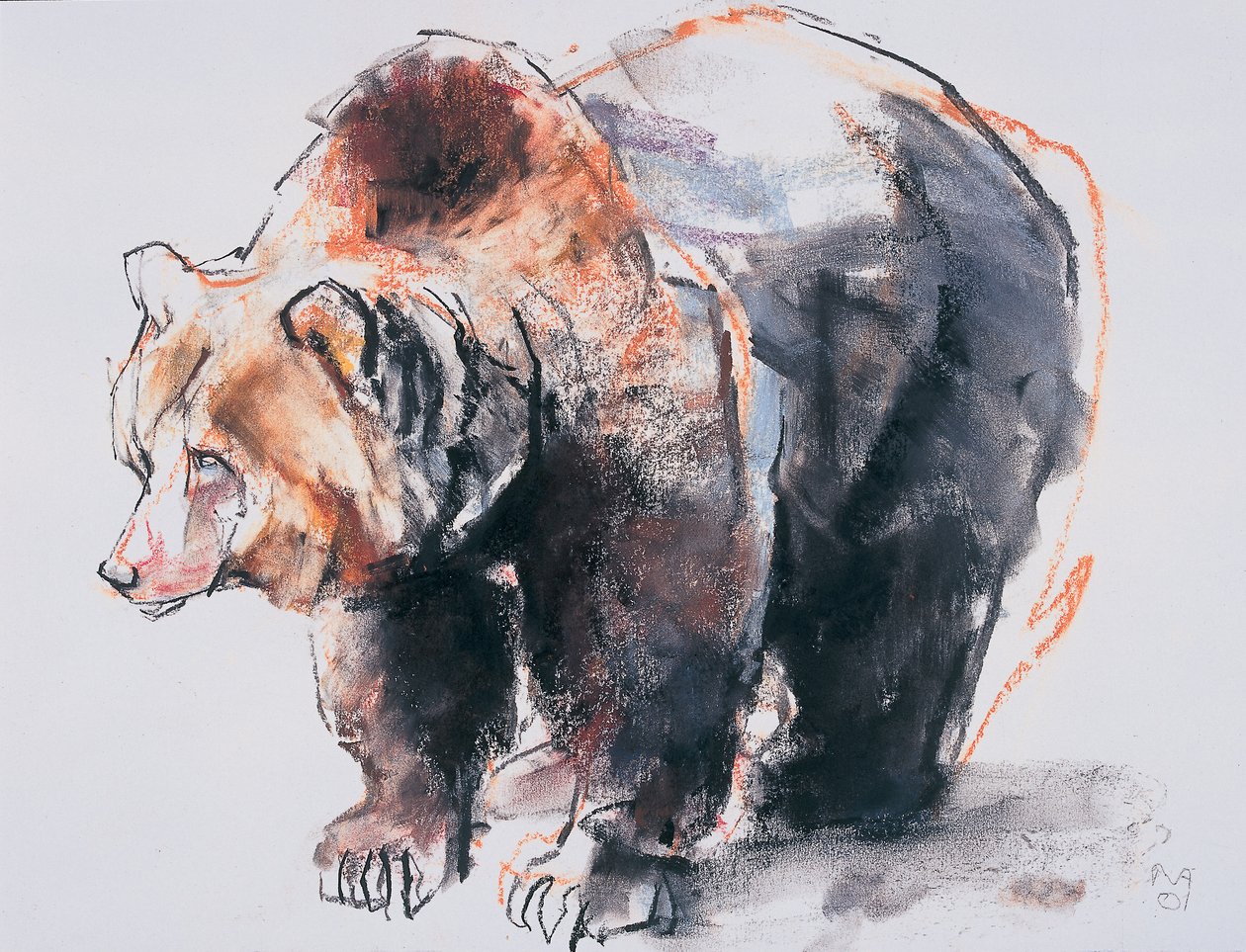Europejski niedźwiedź brunatny, 2001 (węgiel i conte na papierze) autorstwa Mark Adlington
