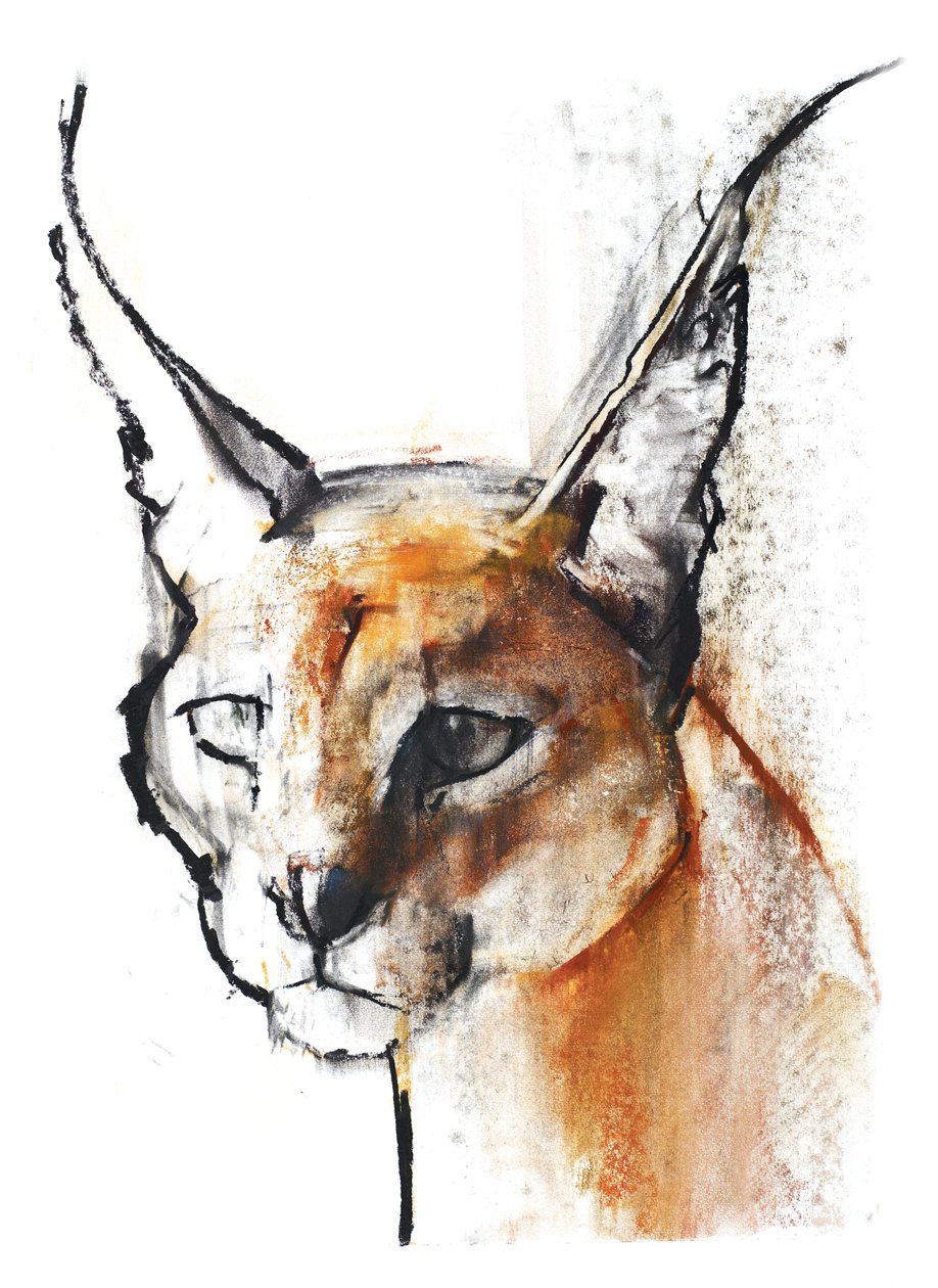 Feline (karakal arabski), 2009 (conte und węgiel na papierze) autorstwa Mark Adlington
