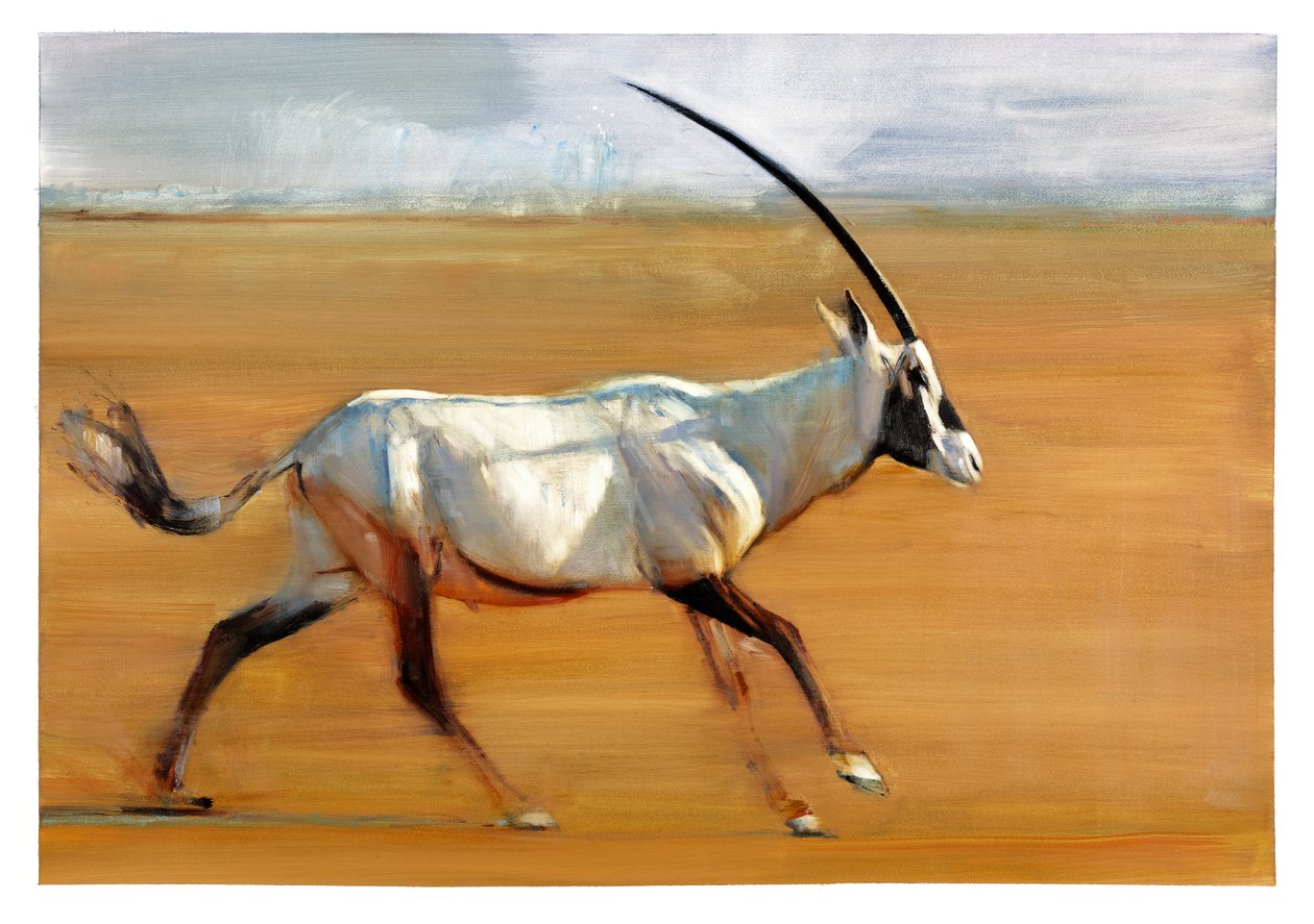 Galopujący Oryx, 2010 (olej na papierze) autorstwa Mark Adlington