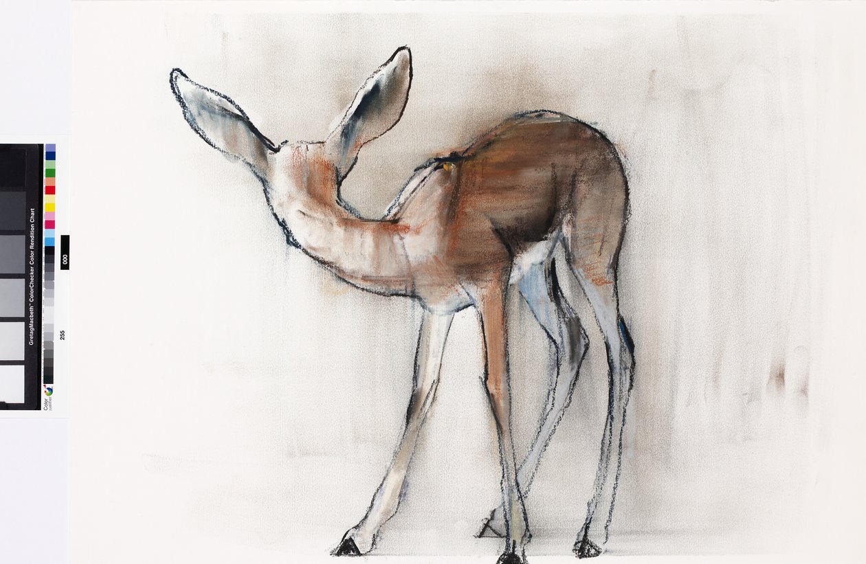 Płowa Gazela (Gazela Arabska) 2010 (olej na papierze) autorstwa Mark Adlington