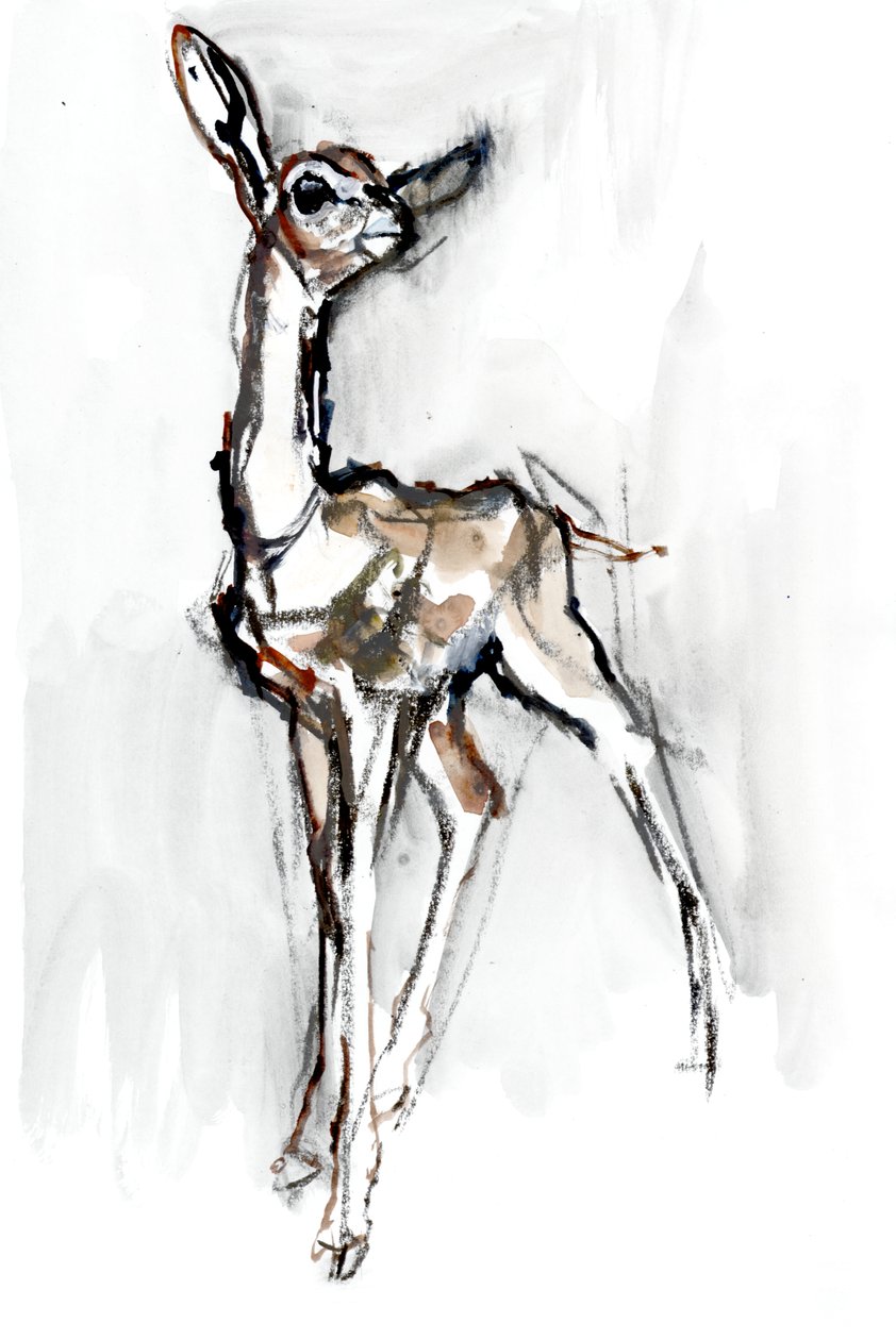 Gerenuk fawn, Sarara, 2018 autorstwa Mark Adlington