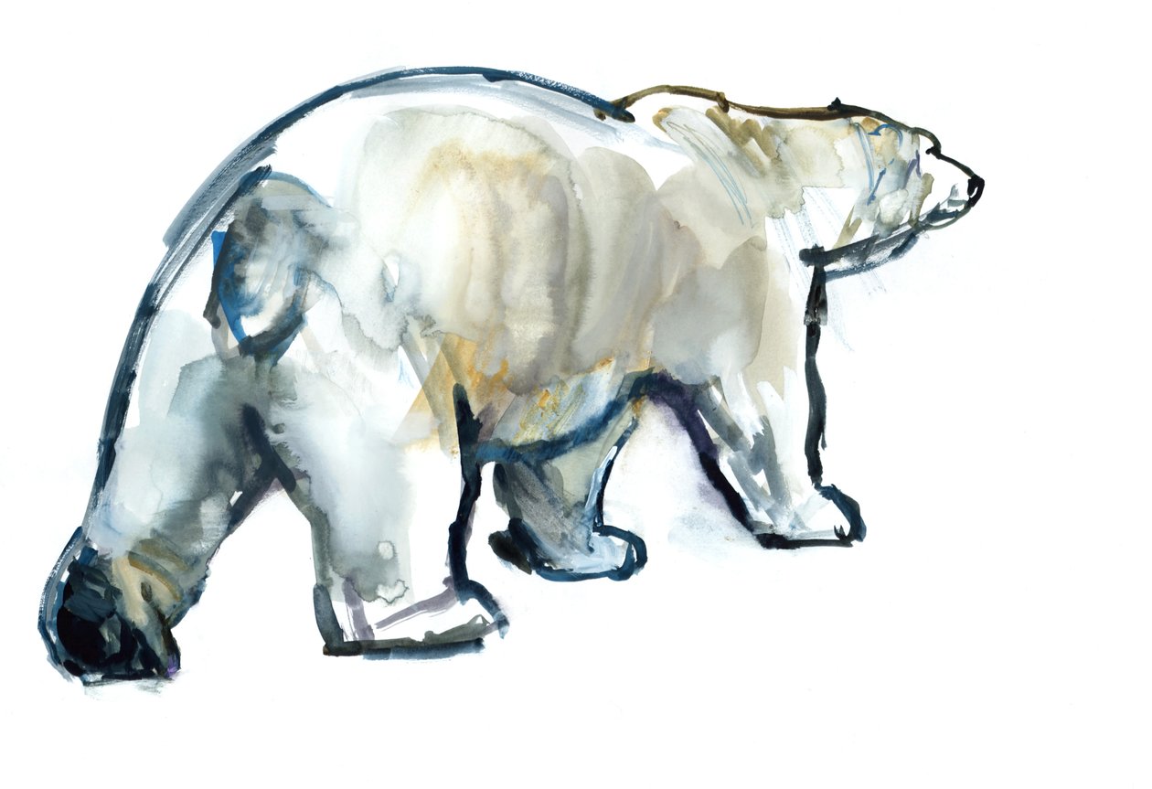 Glacier MInt (niedźwiedź polarny), 2013, (akwarela i gwasz na papierze) autorstwa Mark Adlington
