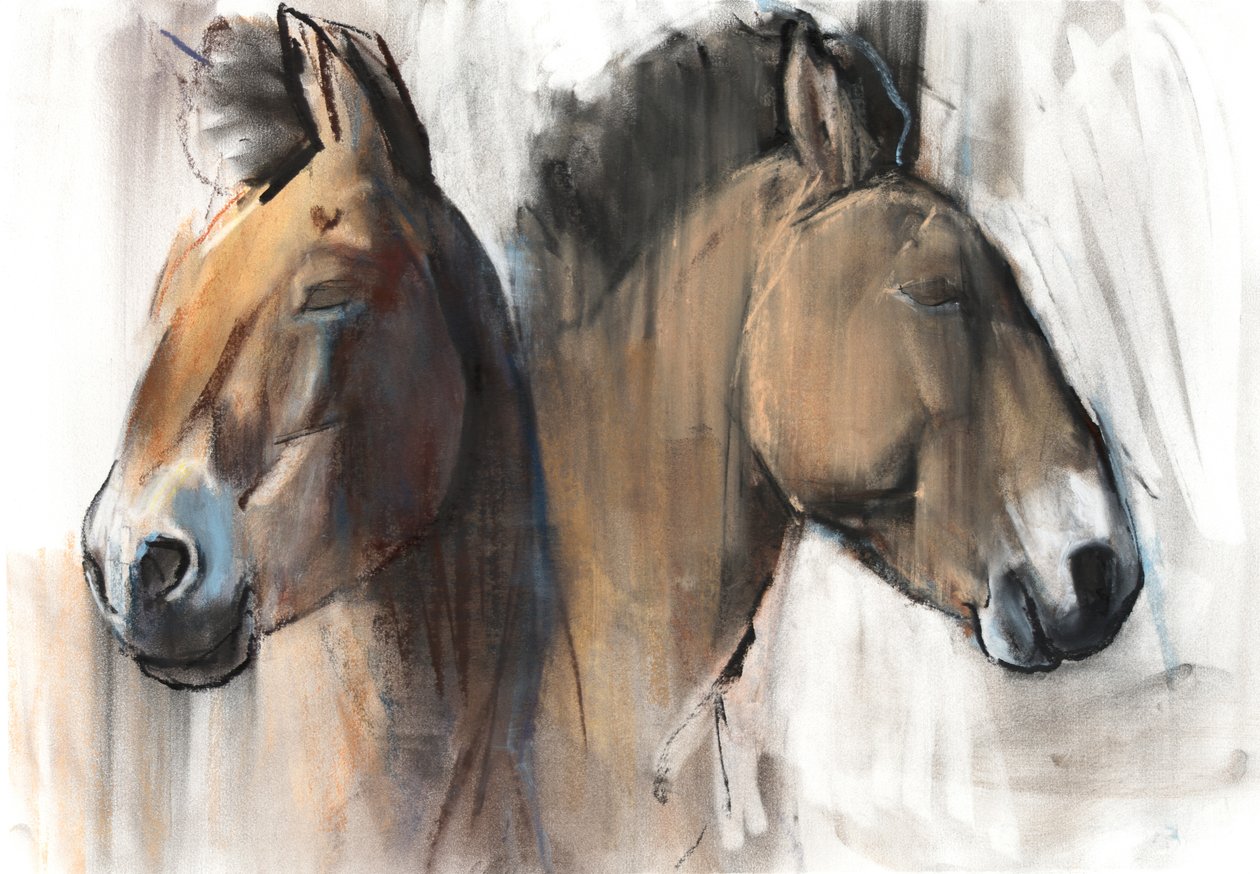 Head Study (Przewalski) 2012, (węgiel, conté i pastel na papierze) autorstwa Mark Adlington