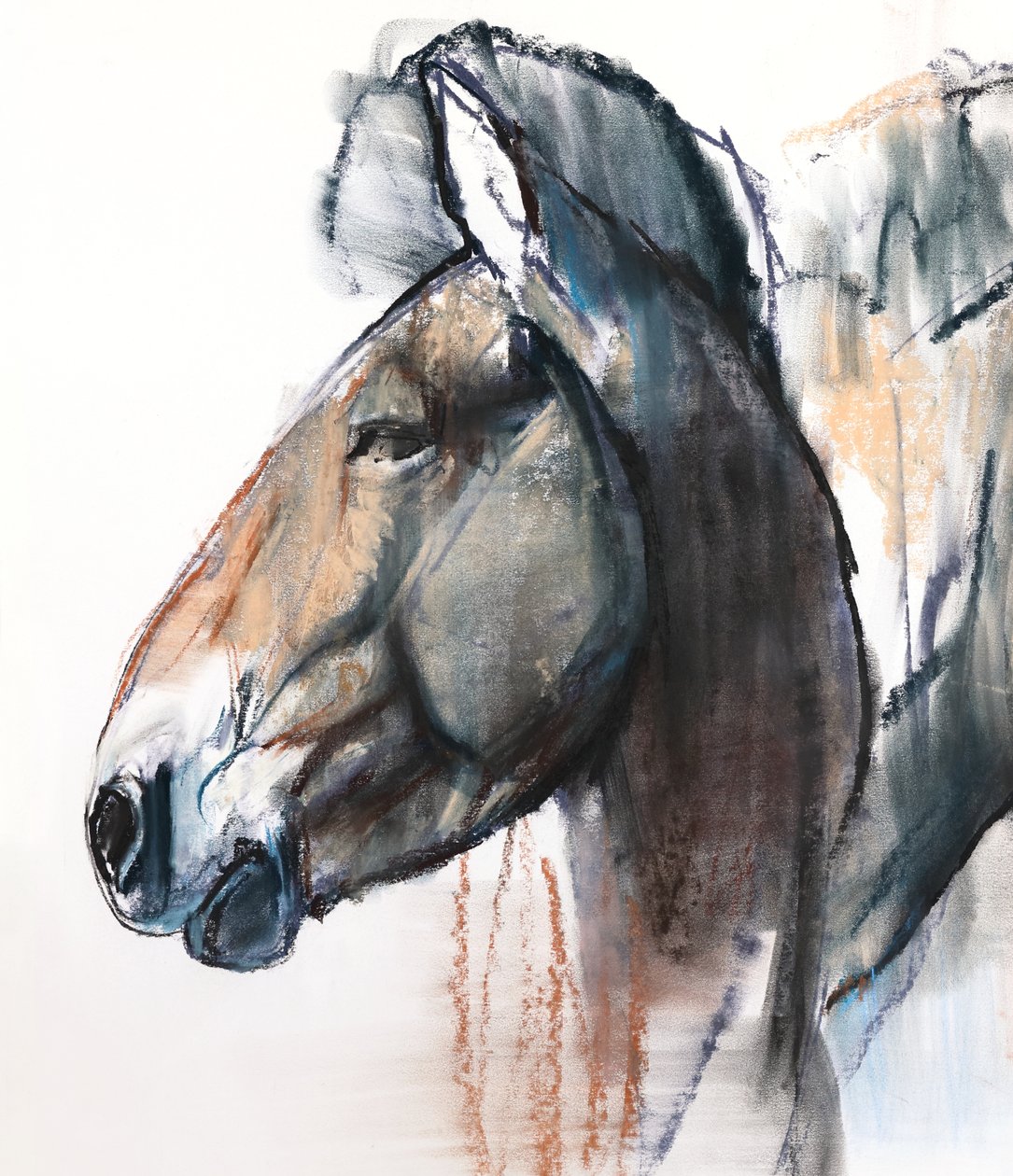 Head Study, Przewalski, 2013, (detal), (pastel i węgiel na papierze) autorstwa Mark Adlington