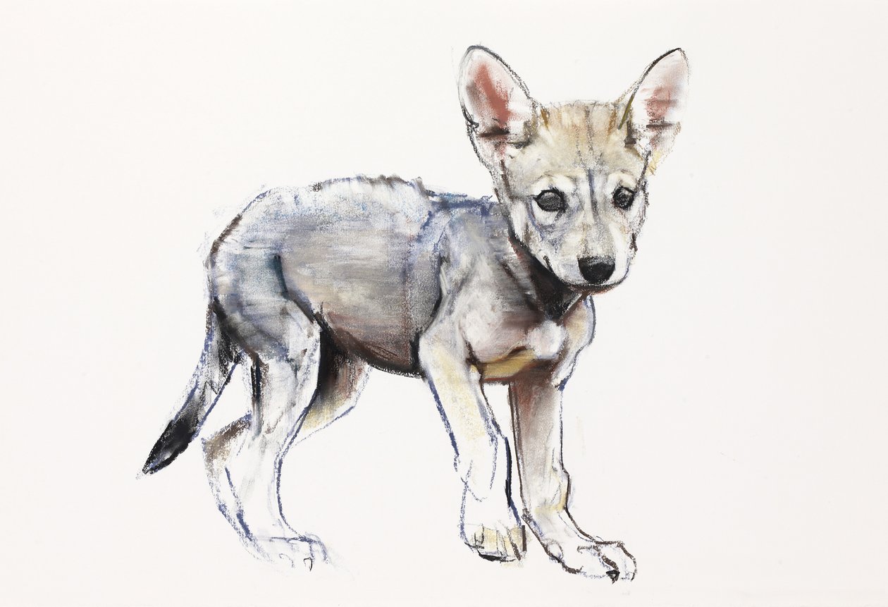 Hersitating Arabian Wolf Pup, 2009 (conte und charcoal na papierze) autorstwa Mark Adlington