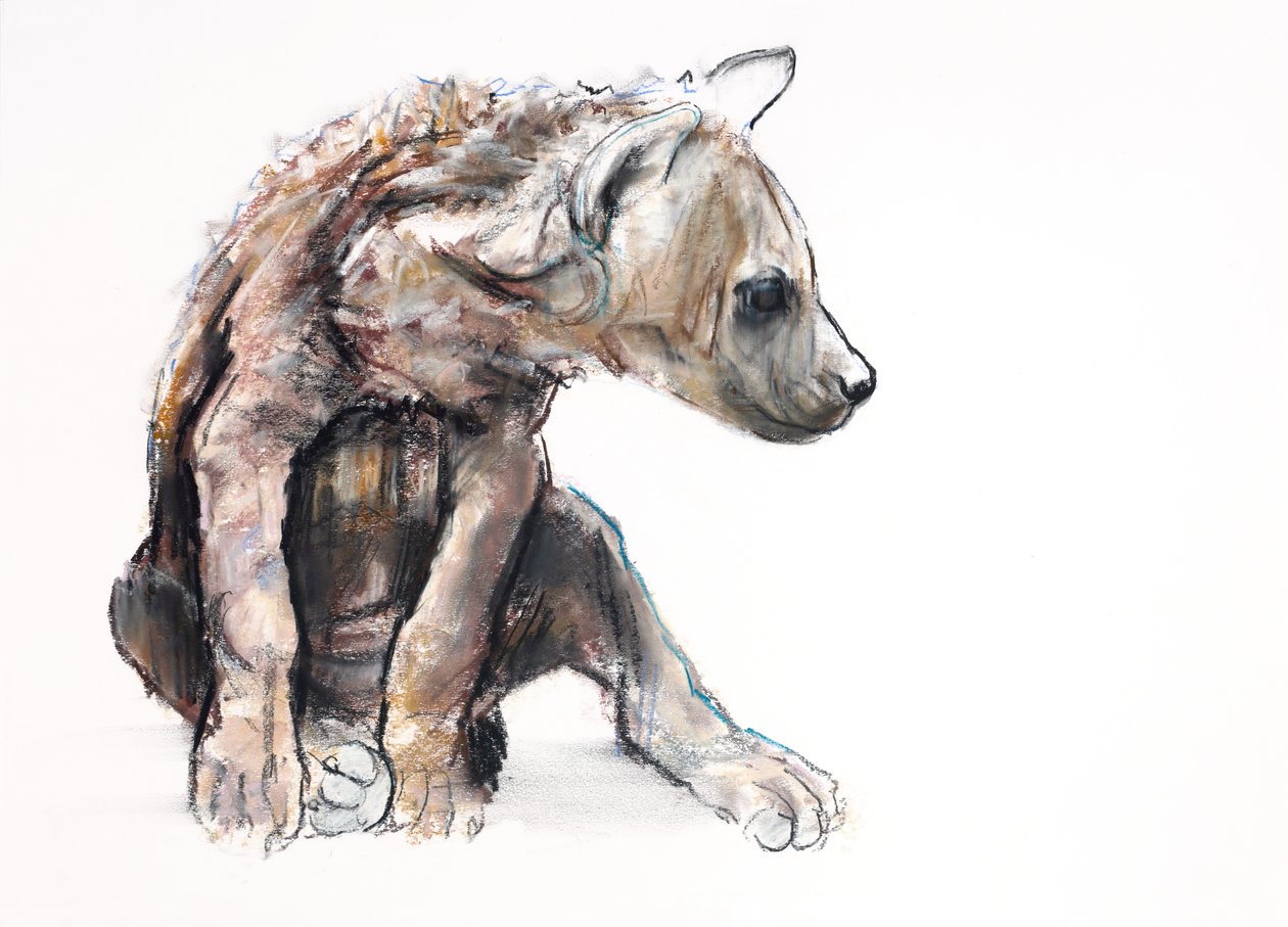 Hyaena Pup (profil), 2019 (conté i węgiel na papierze) autorstwa Mark Adlington