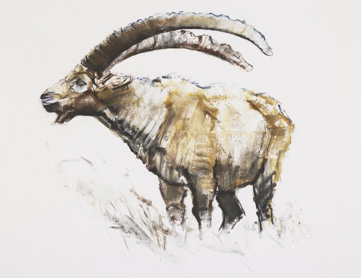 Ibex, Noasca (węgiel i conte na papierze) autorstwa Mark Adlington