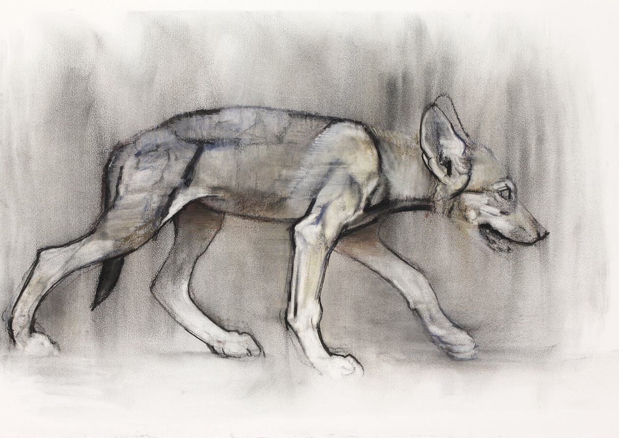 Lean Pup (Wilk Arabski), 2009 (conte und węgiel na papierze) autorstwa Mark Adlington