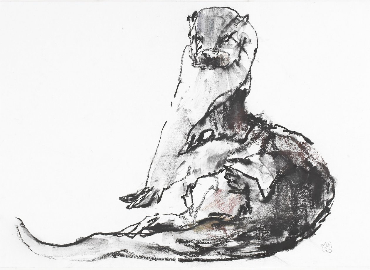 Lutra lutra (węgiel i conte na papierze) autorstwa Mark Adlington