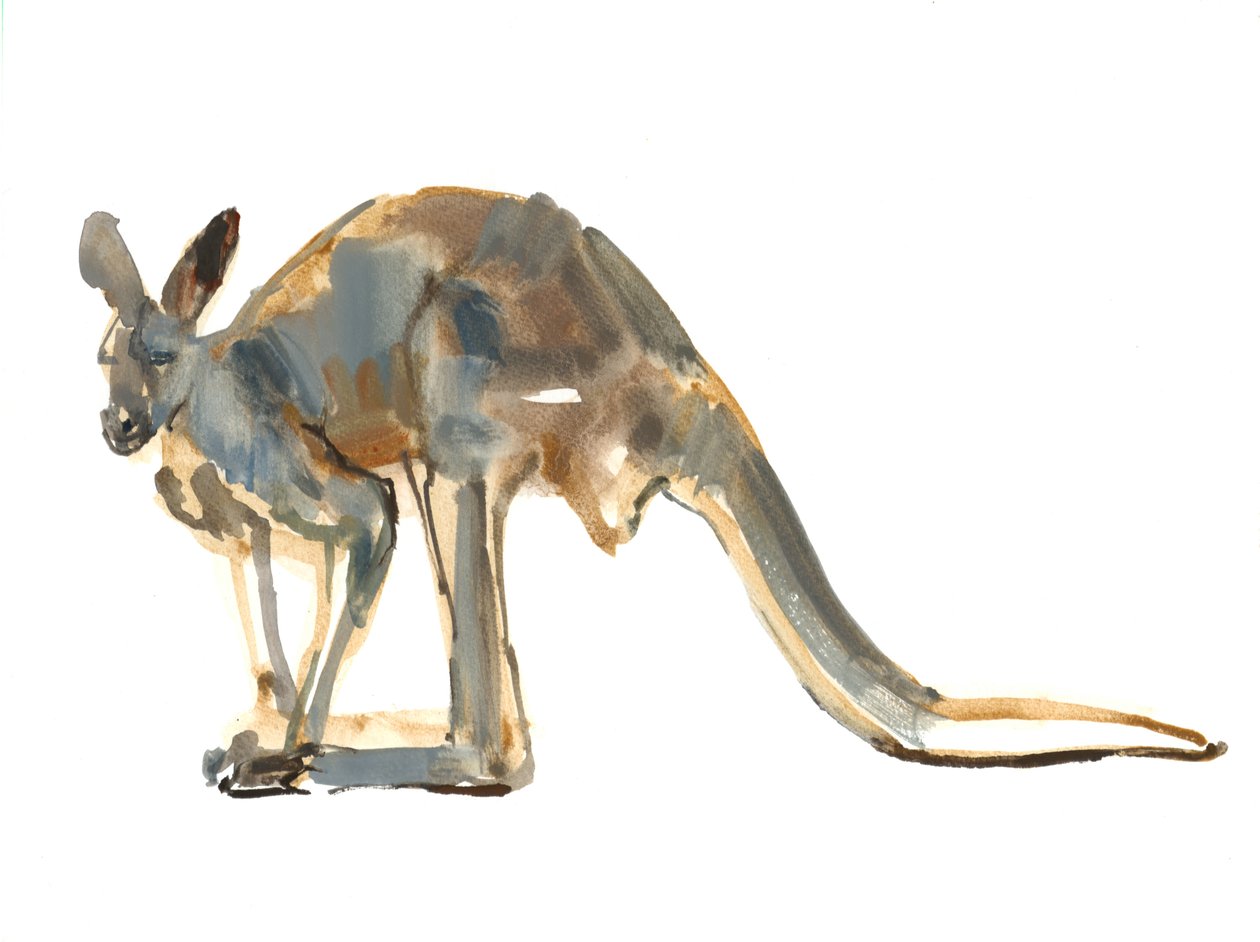 Ochra odkurzona, (czerwony kangur), 2012, (akwarela i pigment na papierze) autorstwa Mark Adlington