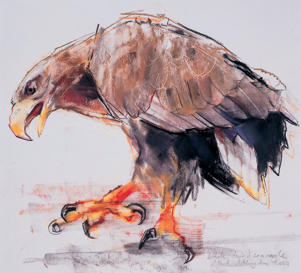 Raptor, 2001 (węgiel i conte na papierze) autorstwa Mark Adlington