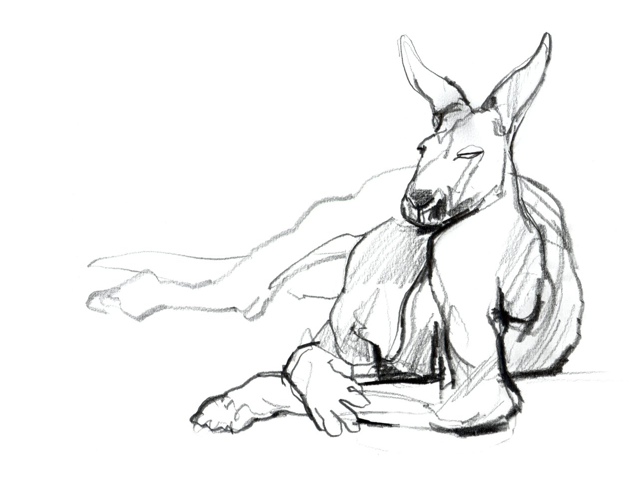 Odpoczywający sportowiec (Czerwony Kangur), 2012, (grafit na papierze) autorstwa Mark Adlington