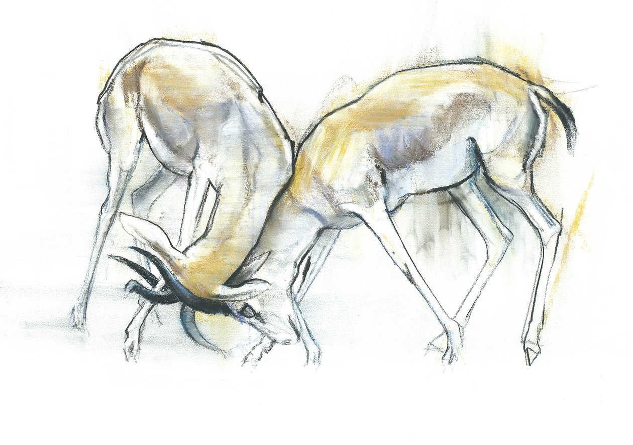 Gazele Piasku, 2009 (conte i węgiel na papierze) autorstwa Mark Adlington