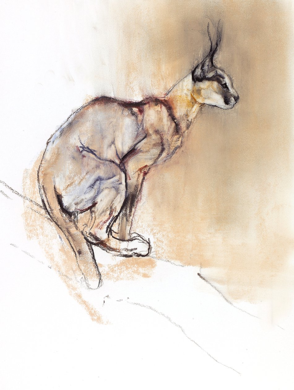 Siedzący Karakal, 2009 (conte und węgiel na papierze) autorstwa Mark Adlington