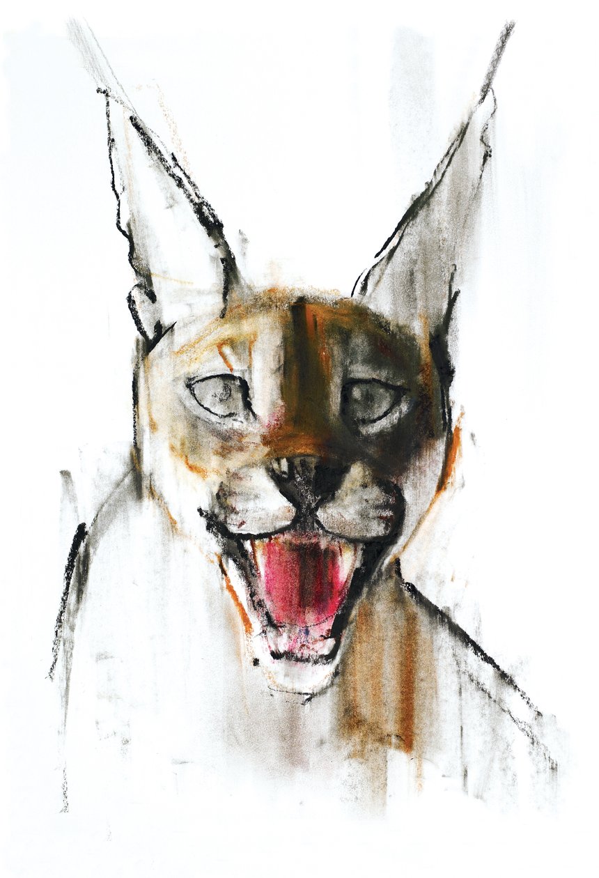 Snarl (karakal arabski), 2009 (conte und węgiel na papierze) autorstwa Mark Adlington