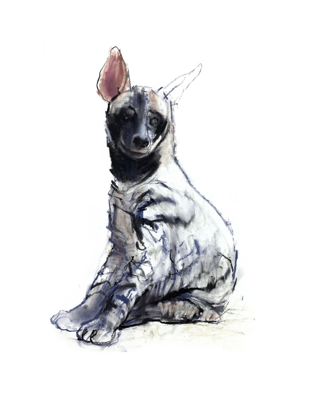 Hiena pręgowana (na siedząco), 2010, (conté i pastel na papierze) autorstwa Mark Adlington
