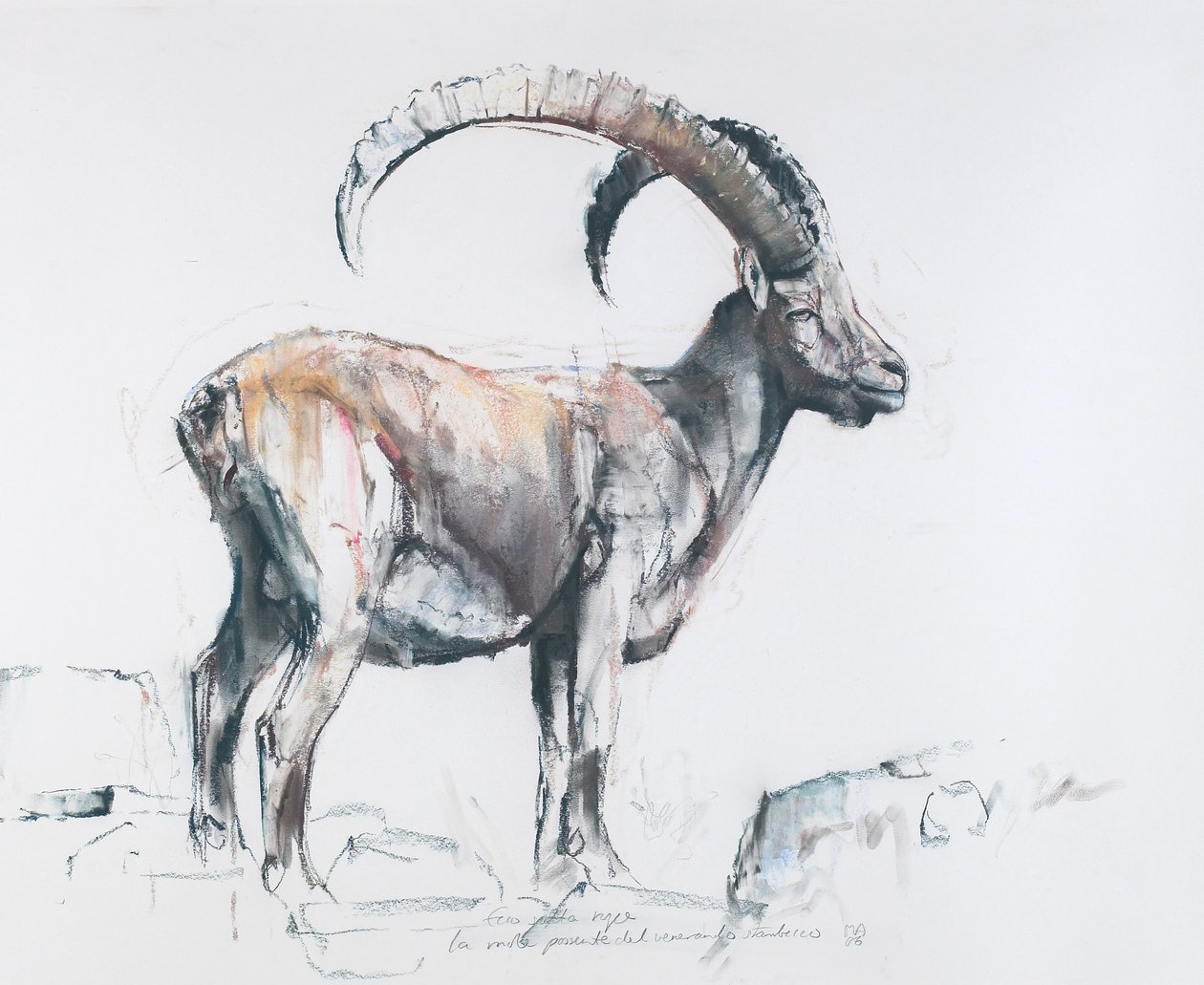 Venerando Stambecco, 2006 (węgiel i conte na papierze) autorstwa Mark Adlington