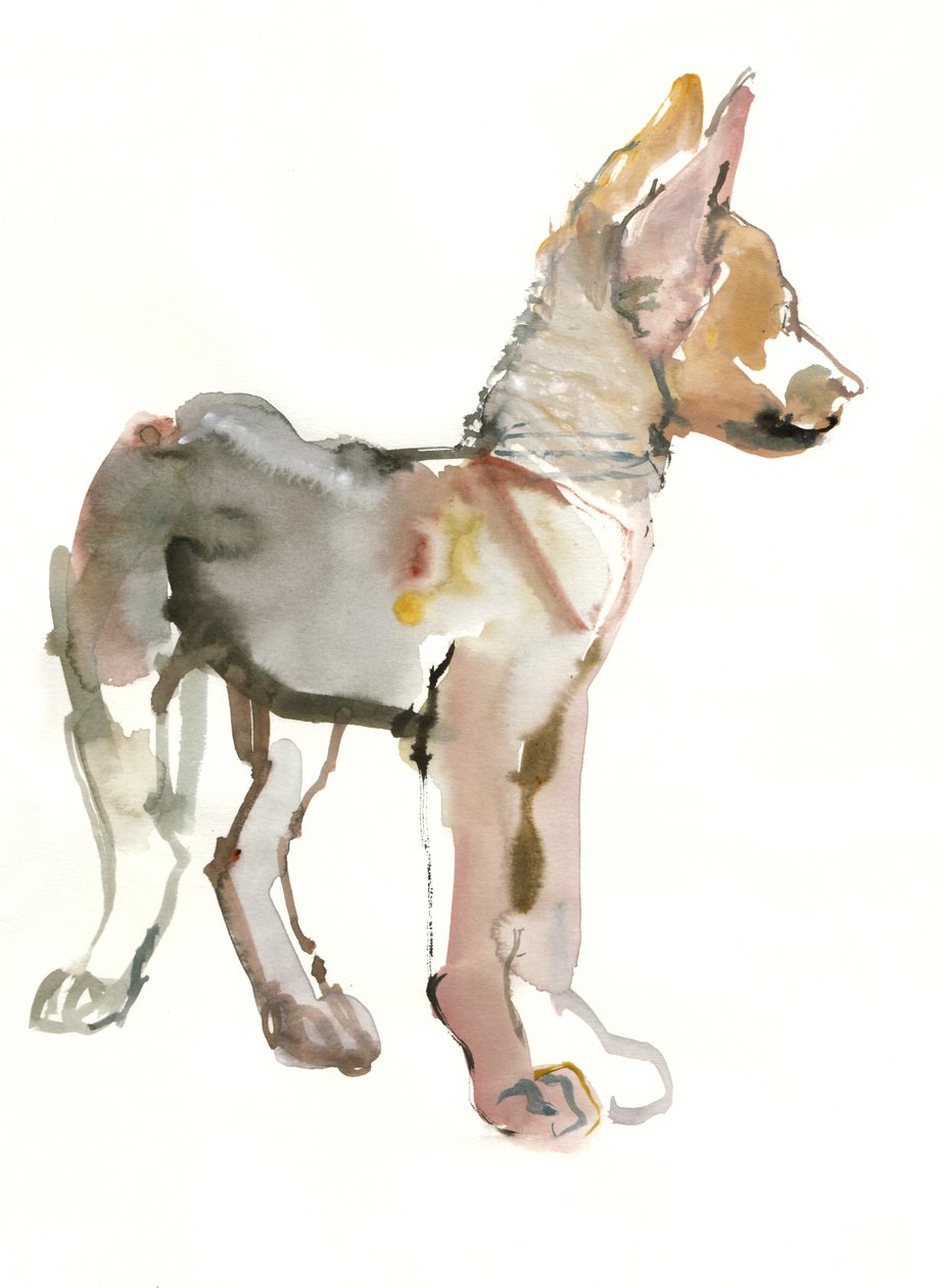 Waggle (Arabian Wolf Pup), 2011, (akwarela i gwasz na papierze) autorstwa Mark Adlington
