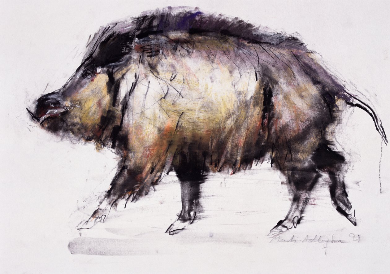 Dzik, 1999 (grafit, konterfekt i węgiel drzewny na papierze) autorstwa Mark Adlington