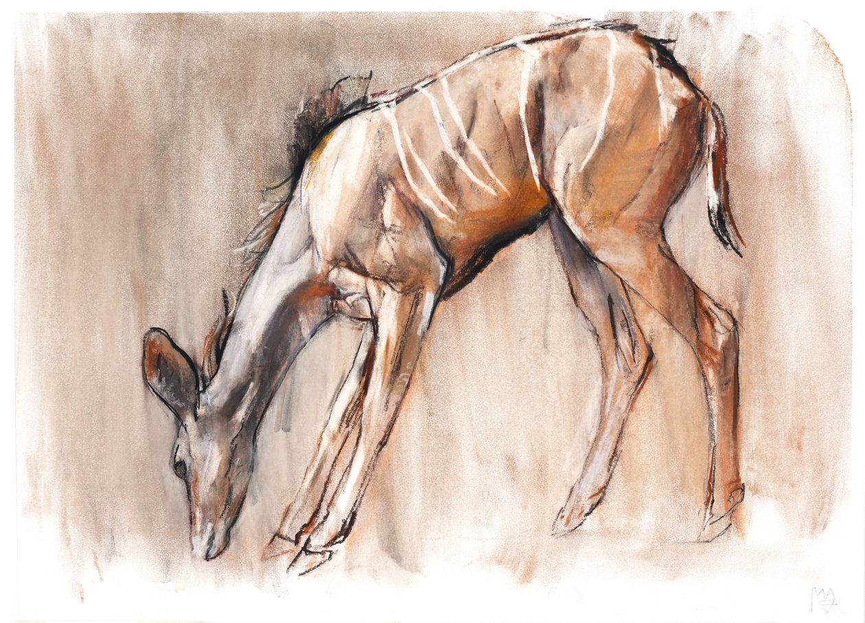 Młody Kudu, Loisaba, 2018 autorstwa Mark Adlington