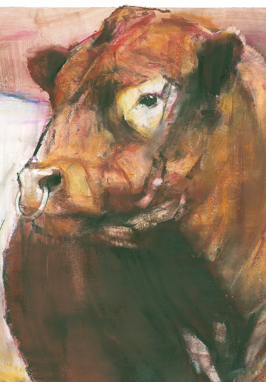 Zeus, Red Belted Galloway Bull, 2006 technika mieszana na papierze 275255 autorstwa Mark Adlington