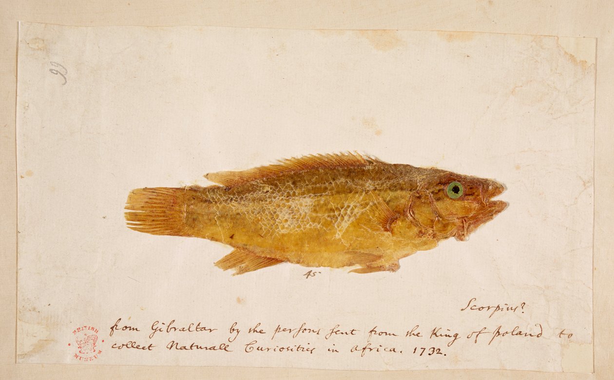 Ryba. autorstwa Mark Catesby