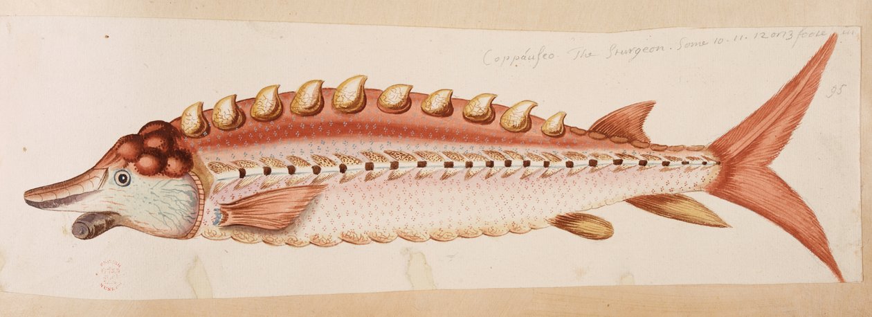 Ryba. autorstwa Mark Catesby