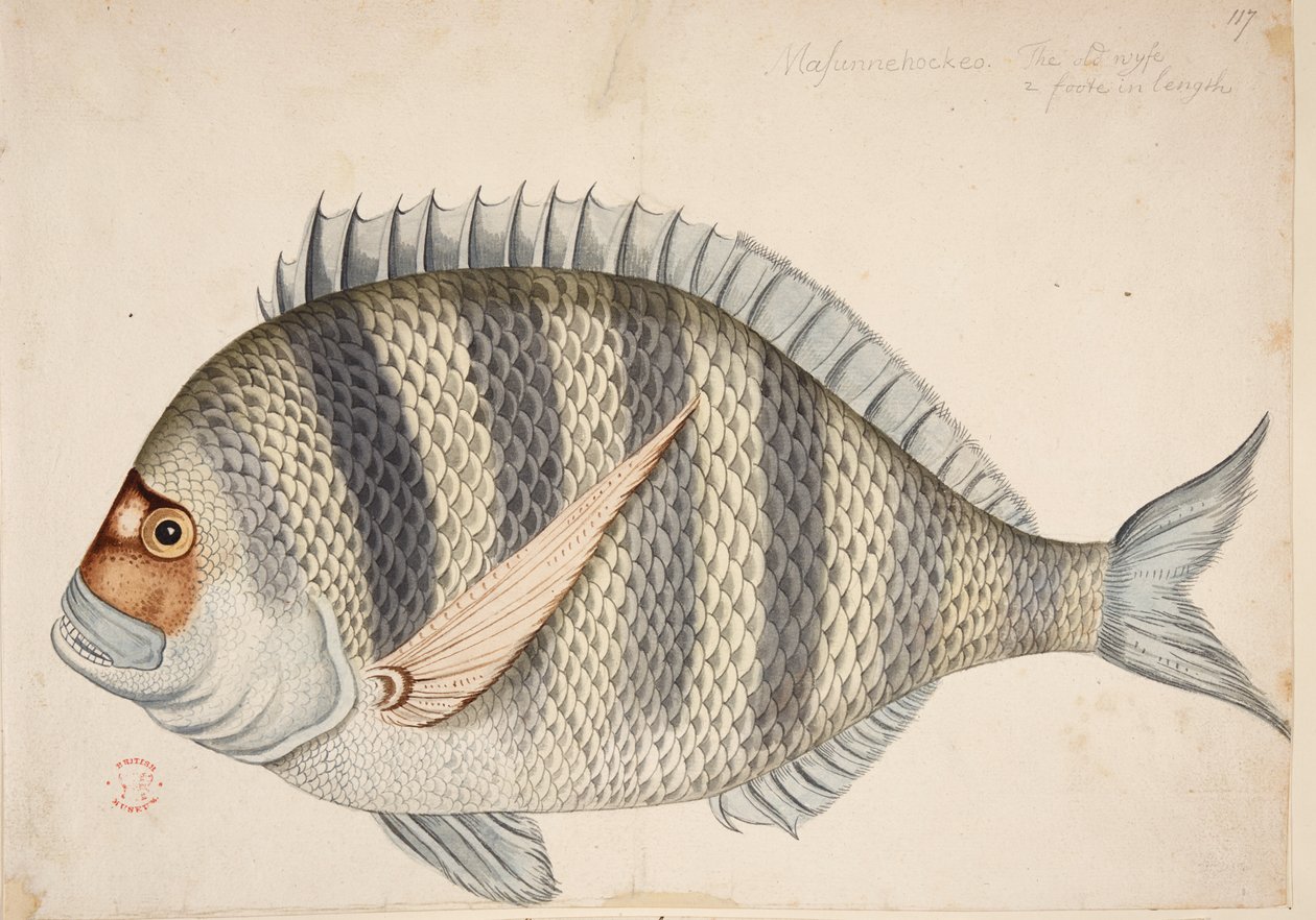 Ryba. autorstwa Mark Catesby