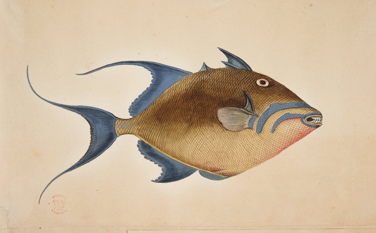Ryba. autorstwa Mark Catesby