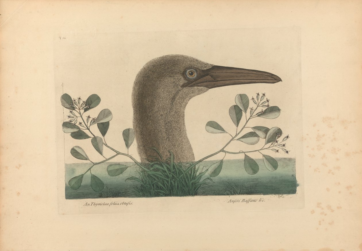 Thymelaea foliis obtusis; Anseri Bassano & c: The Great Booby, tablica 86 z „Historii naturalnej Karoliny, Florydy i Wysp Bahama”, tom I, wydanie 2, Londyn 1754 autorstwa Mark Catesby