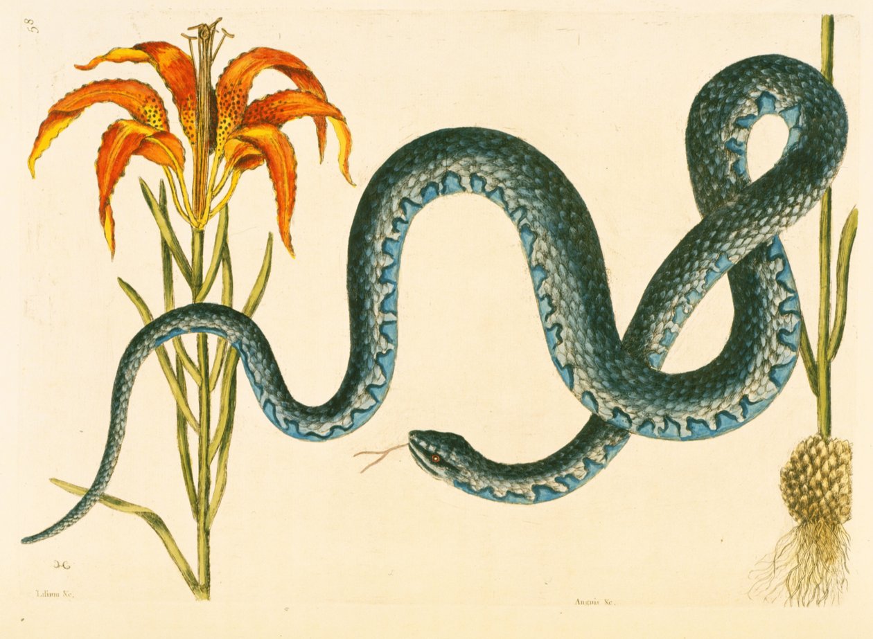 Anguis, Wampum Snake, płyta 58, tom. 1 z „Historii naturalnej Karoliny, Florydy i Bahamów” autorstwa Mark Catesby