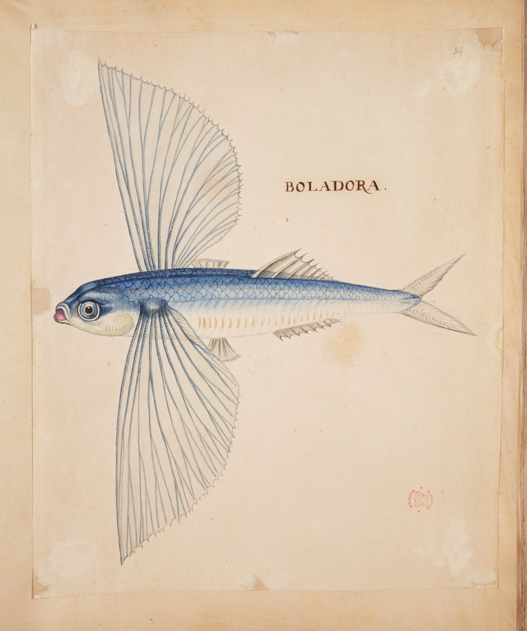 Boladora”. Latająca ryba. autorstwa Mark Catesby