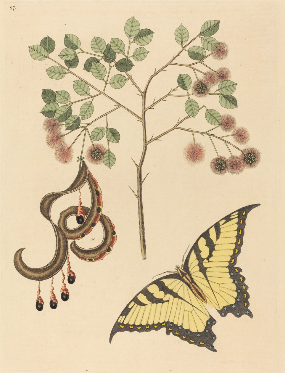 Koci pazur (Mimosa circinalis) autorstwa Mark Catesby