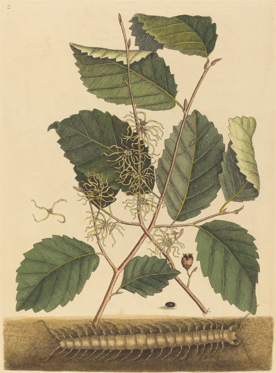 Centipede Scolopendra morsitans, opublikowana w latach 1731-1743. autorstwa Mark Catesby