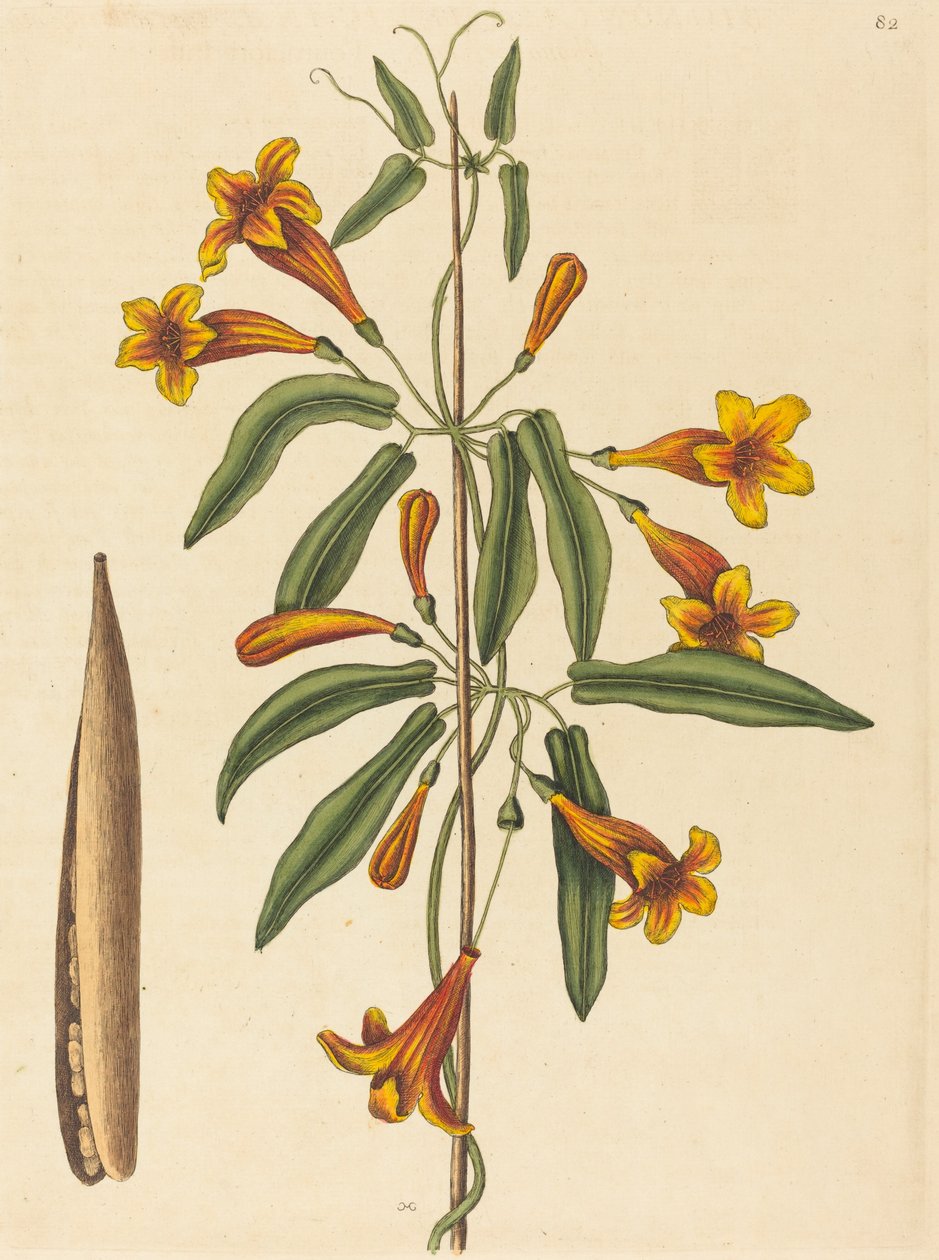 Krzyżówka (Bignonia capreolata) autorstwa Mark Catesby
