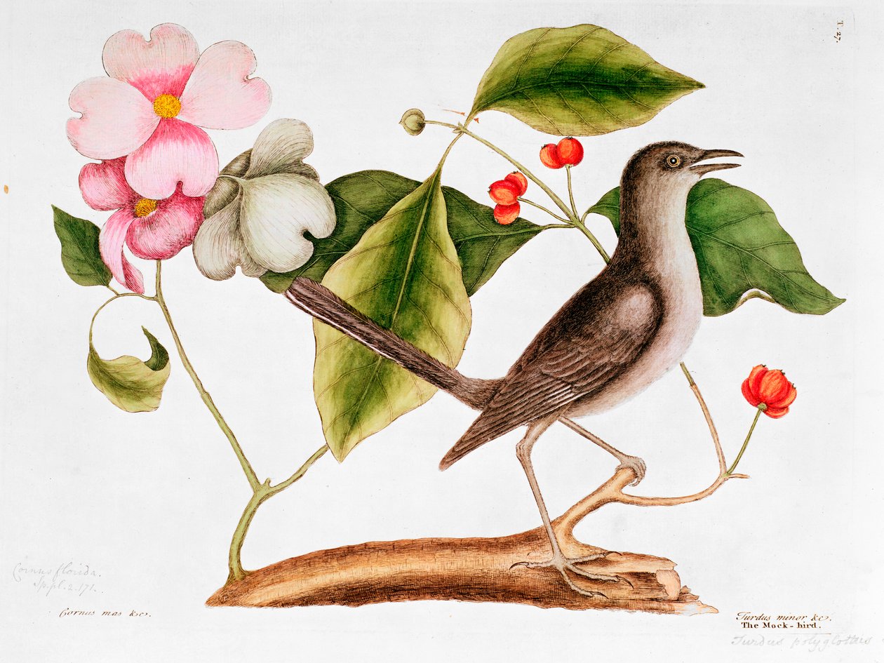 Dereń: Cornus florida i przedrzeźniający ptak z historii naturalnej Karoliny (1730-48) autorstwa Mark Catesby