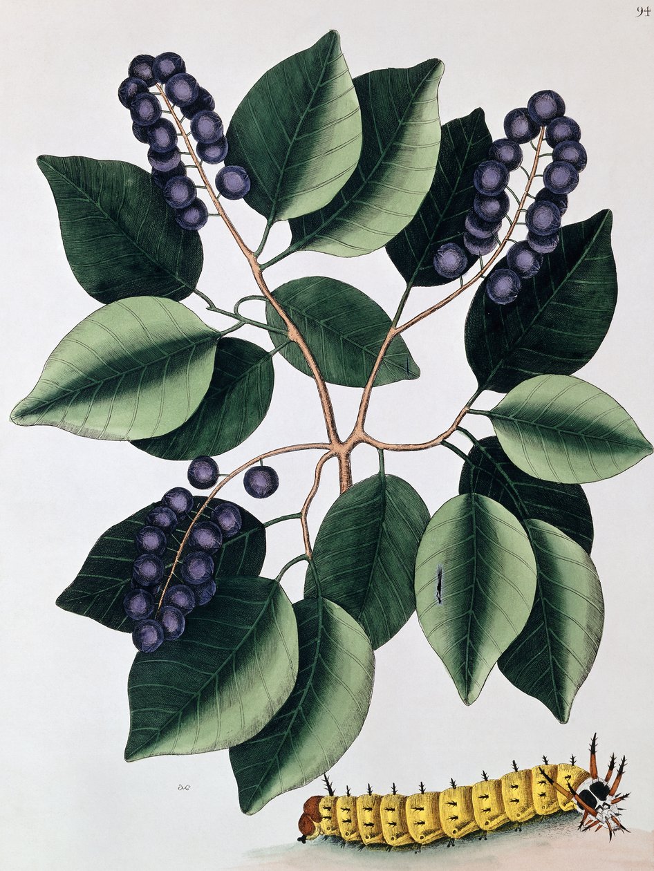 Śliwka gołębia i wielka rogata gąsienica, 1771 autorstwa Mark Catesby