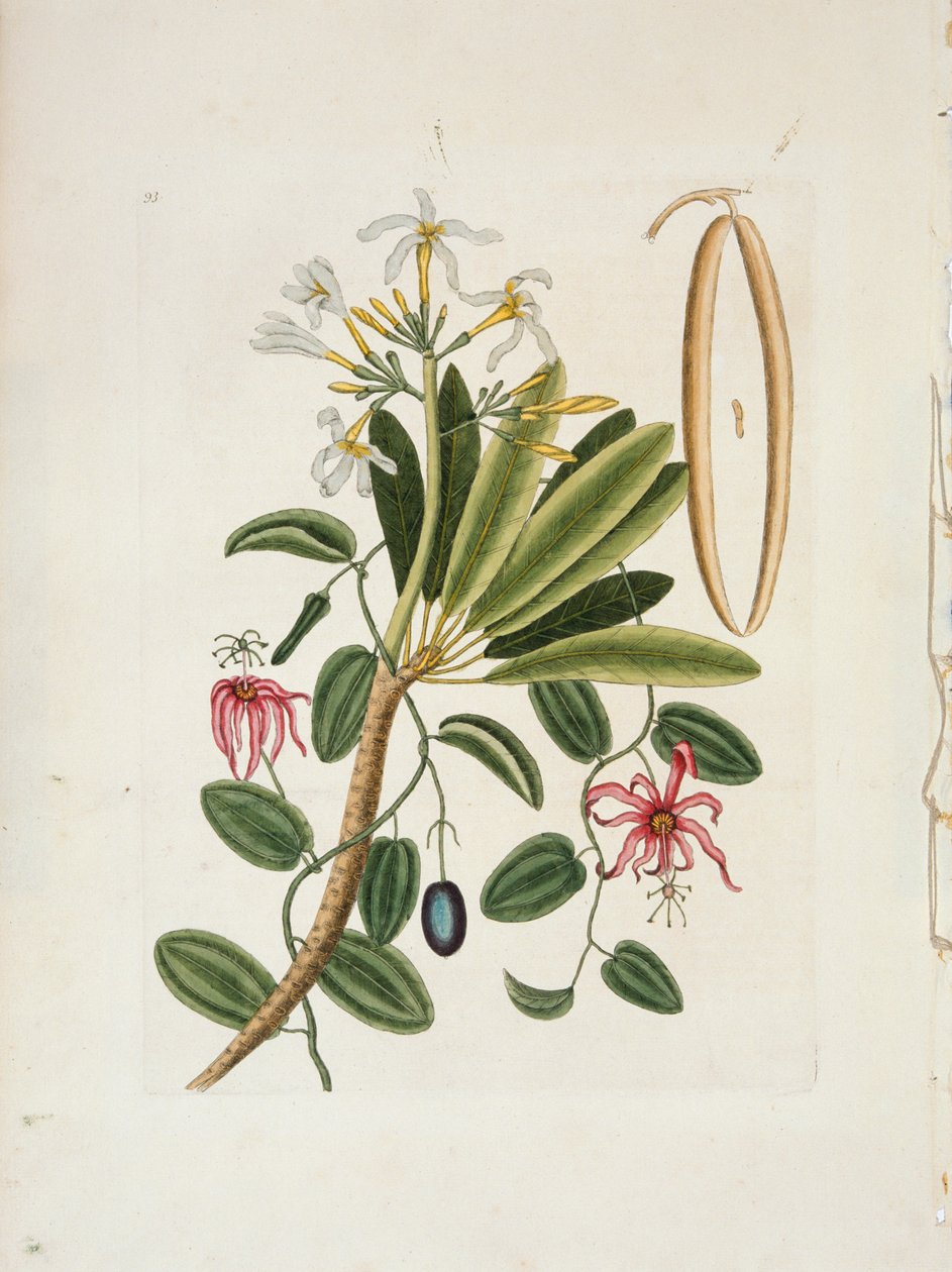 Plumeria obtusa L. Singapur Frangipani, ok. 1700-1740. autorstwa Mark Catesby