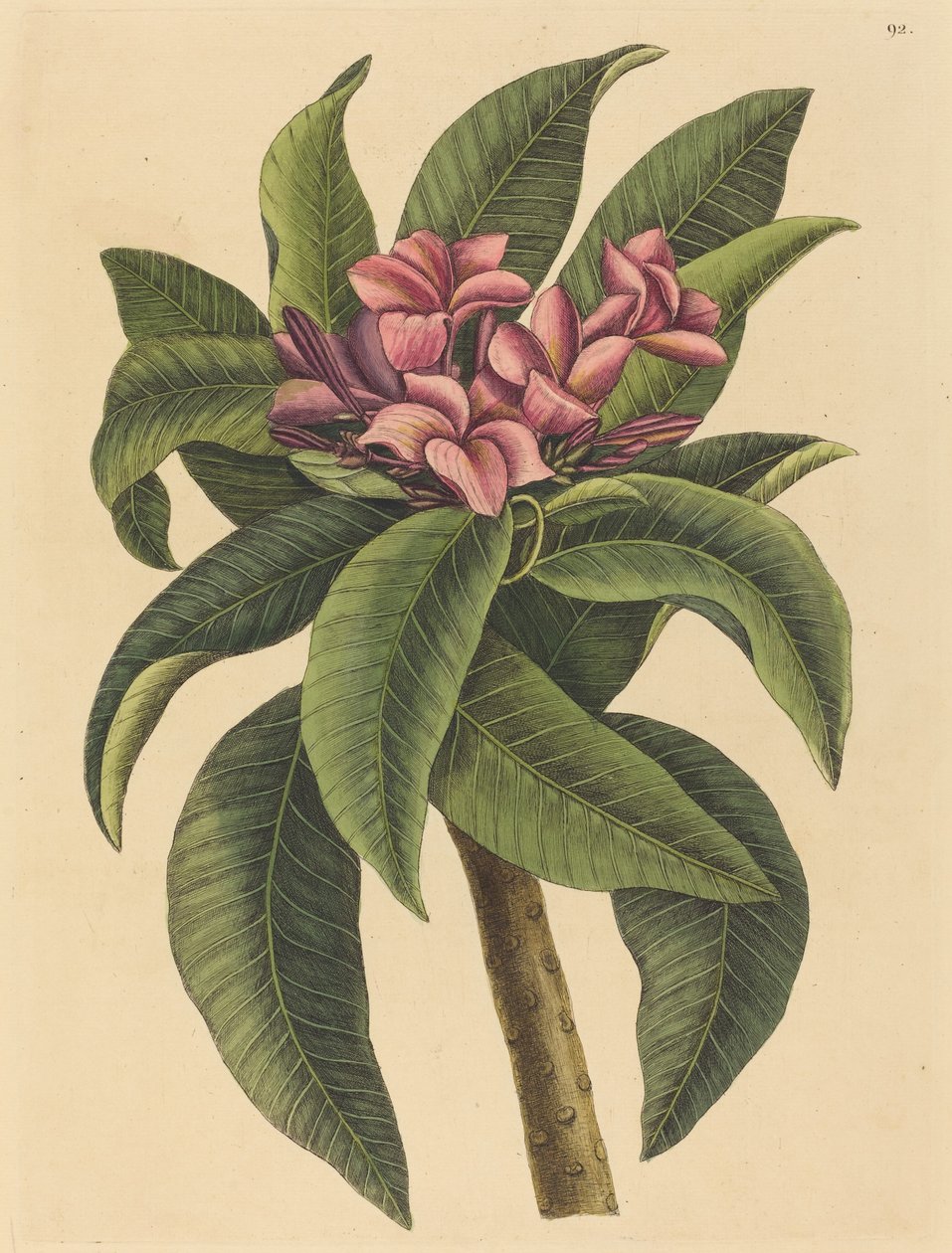 Czerwone Frangipani (Plumeria rubra) autorstwa Mark Catesby