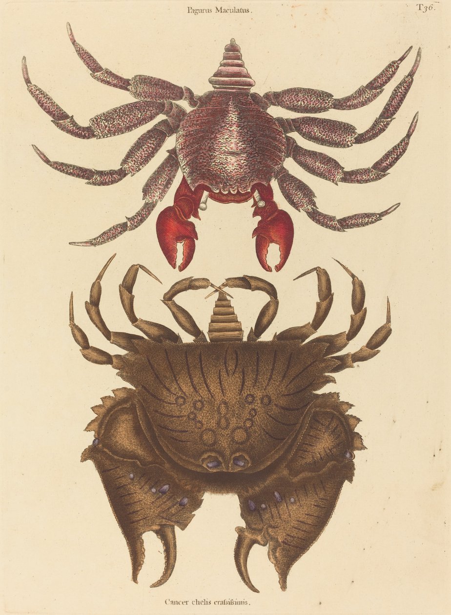 Red Mottled Rock-crab Cancer Grapsus, opublikowany w latach 1731-1743. autorstwa Mark Catesby