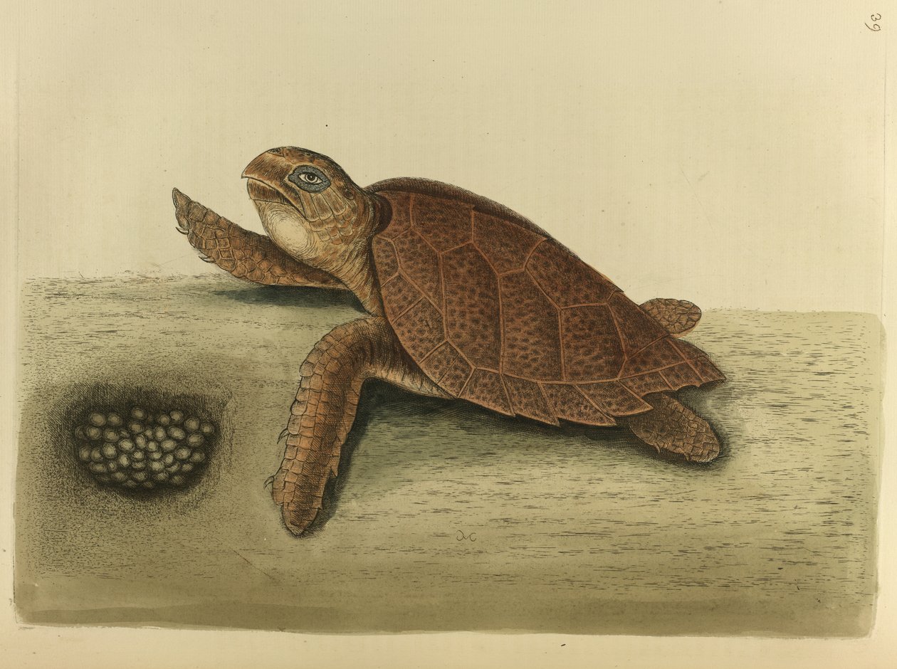 Testudo caretta. Żółw jastrzębi autorstwa Mark Catesby