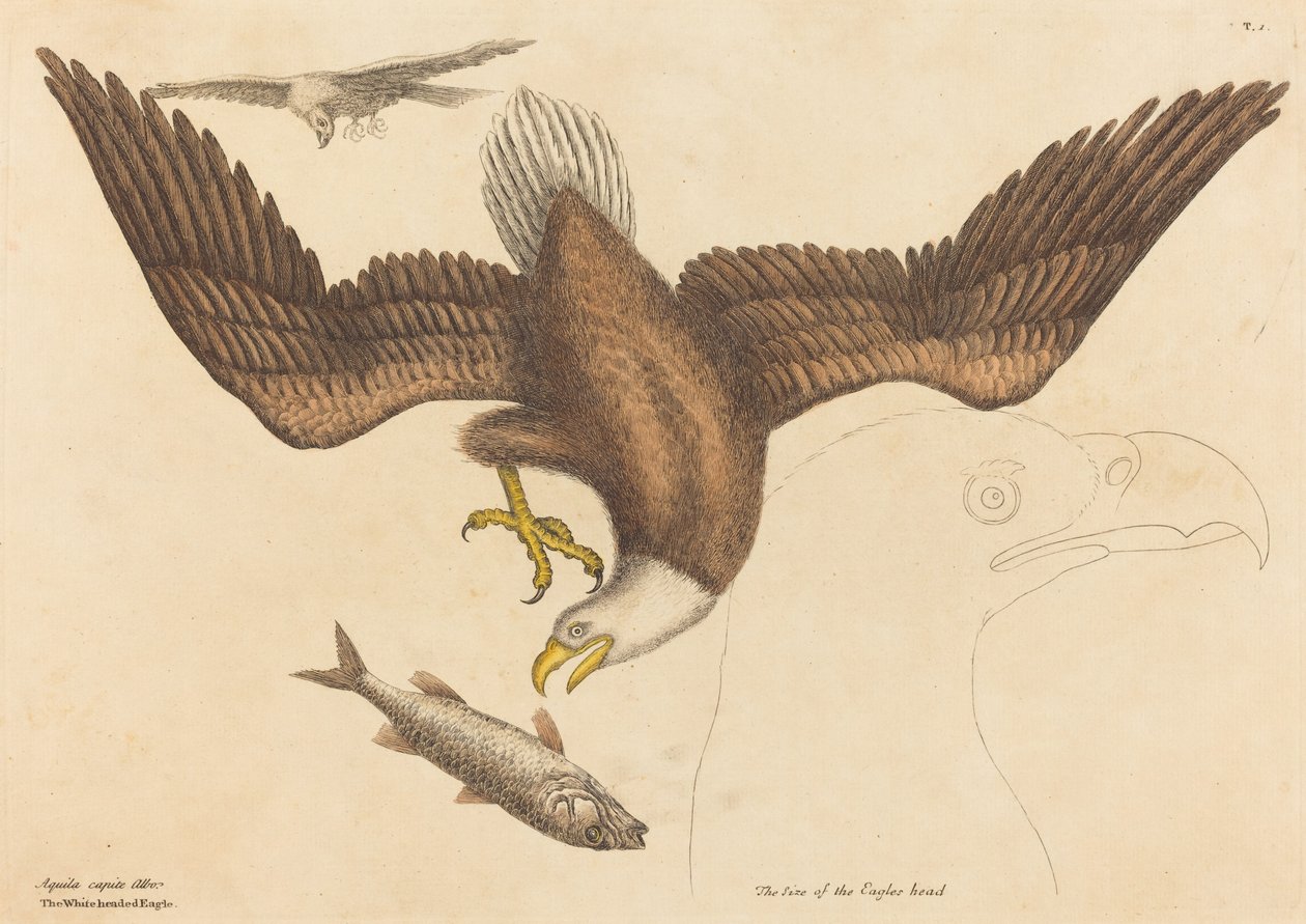 Bielik amerykański (Falco leucocephalus) autorstwa Mark Catesby
