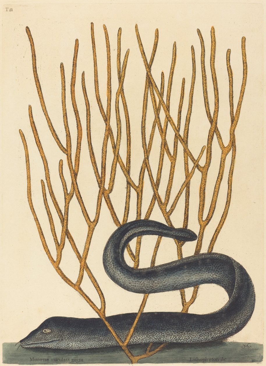 Czarny Muray autorstwa Mark Catesby
